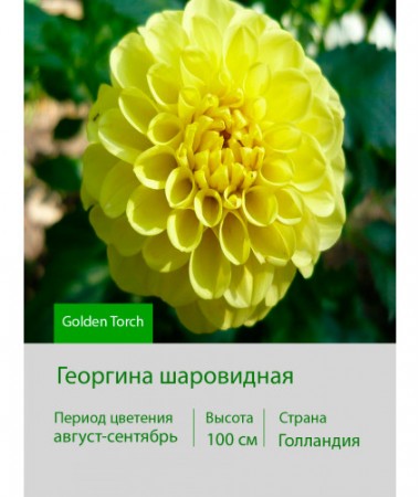 Георгина шаровидная Golden Torch