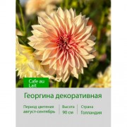 Георгина декоративная Cafe au Lait