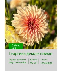 Георгина декоративная Cafe au Lait Георгина декоративная Cafe au Lait