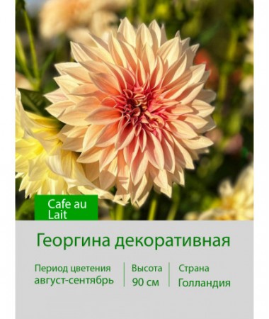 Георгина декоративная Cafe au Lait