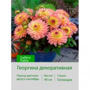 Георгина декоративная, бордюрная Gallery Pablo