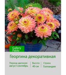 Георгина декоративная, бордюрная Gallery Pablo Георгина декоративная, бордюрная Gallery Pablo