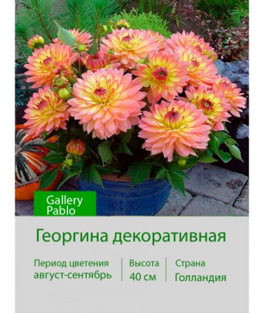 Георгина декоративная, бордюрная Gallery Pablo