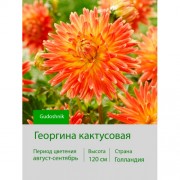 Георгина кактусовая Gudoshnik