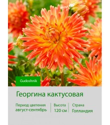 Георгина кактусовая Gudoshnik Георгина кактусовая Gudoshnik