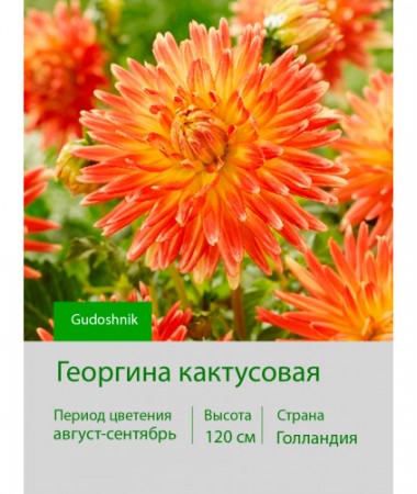 Георгина кактусовая Gudoshnik