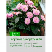 Георгина декоративная, бордюрная Larry's Love