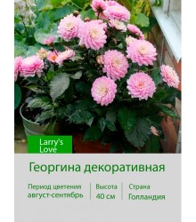 Георгина декоративная, бордюрная Larry's Love Георгина декоративная, бордюрная Larry's Love