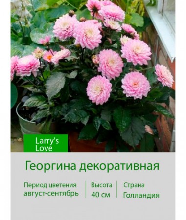 Георгина декоративная, бордюрная Larry's Love
