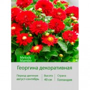 Георгина декоративная, бордюрная Melody Mambo