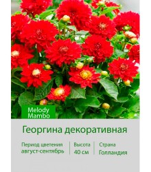 Георгина декоративная, бордюрная Melody Mambo Георгина декоративная, бордюрная Melody Mambo