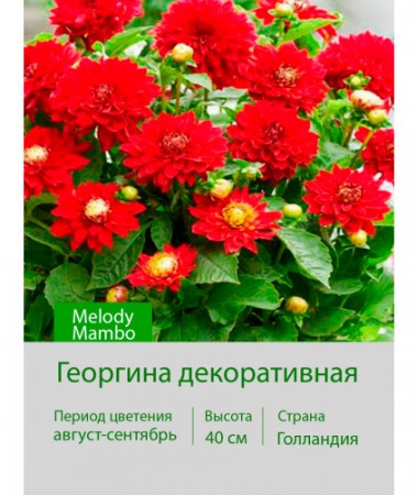 Георгина декоративная, бордюрная Melody Mambo