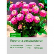 Георгина декоративная, бордюрная Melody Pink Allegro