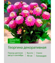Георгина декоративная, бордюрная Melody Pink Allegro Георгина декоративная, бордюрная Melody Pink Allegro