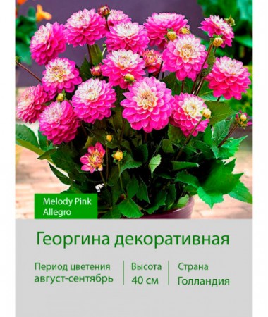 Георгина декоративная, бордюрная Melody Pink Allegro