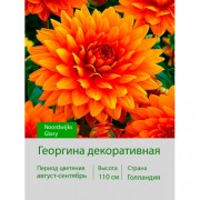 Георгина декоративная Noordwijks Glory