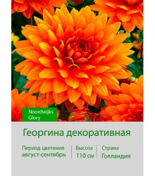 Георгина декоративная Noordwijks Glory Георгина декоративная Noordwijks Glory