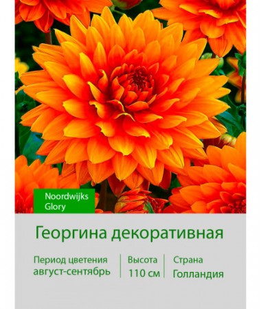 Георгина декоративная Noordwijks Glory