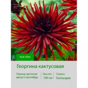 Георгина кактусовая Nuit d'Ete