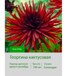 Георгина кактусовая Nuit d'Ete Георгина кактусовая Nuit d'Ete