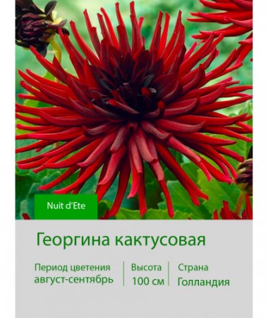 Георгина кактусовая Nuit d'Ete