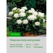 Георгина полу-кактусовая Playa Blanca