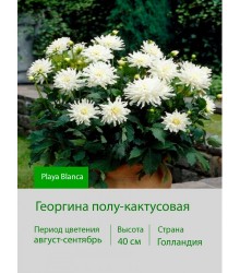 Георгина полу-кактусовая Playa Blanca Георгина полу-кактусовая Playa Blanca