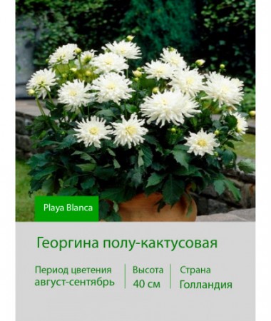 Георгина полу-кактусовая Playa Blanca
