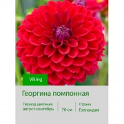 Георгина помпонная Viking