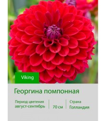 Георгина помпонная Viking Георгина помпонная Viking