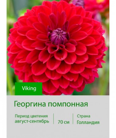 Георгина помпонная Viking