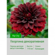Георгина декоративная Rip City
