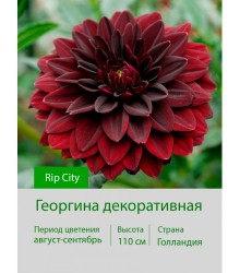 Георгина декоративная Rip City Георгина декоративная Rip City