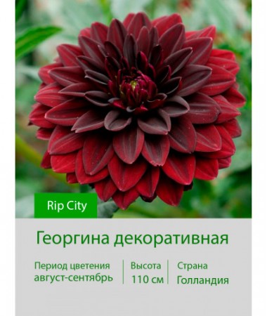 Георгина декоративная Rip City