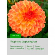 Георгина шаровидная Safe Shot
