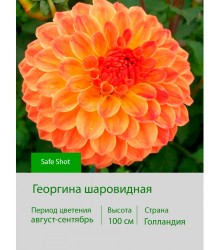 Георгина шаровидная Safe Shot Георгина шаровидная Safe Shot