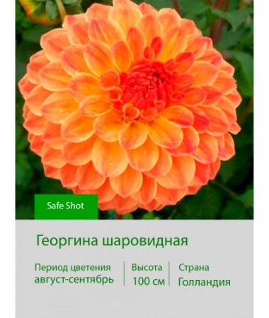Георгина шаровидная Safe Shot