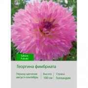 Георгина фимбриата Sakura Fubuki