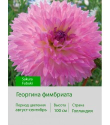 Георгина фимбриата Sakura Fubuki Георгина фимбриата Sakura Fubuki