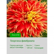 Георгина фимбриата Show & Tell