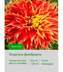 Георгина фимбриата Show & Tell Георгина фимбриата Show & Tell