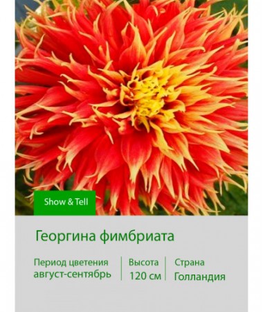 Георгина фимбриата Show & Tell