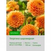 Георгина шаровидная Sylvia Maren