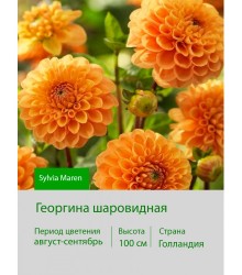 Георгина шаровидная Sylvia Maren Георгина шаровидная Sylvia Maren