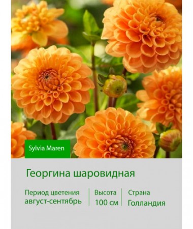 Георгина шаровидная Sylvia Maren