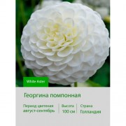 Георгина помпонная White Aster