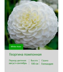 Георгина помпонная White Aster Георгина помпонная White Aster