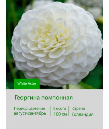 Георгина помпонная White Aster