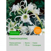 Исмена festalis