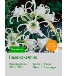 Гименокаллис Zwanenburg